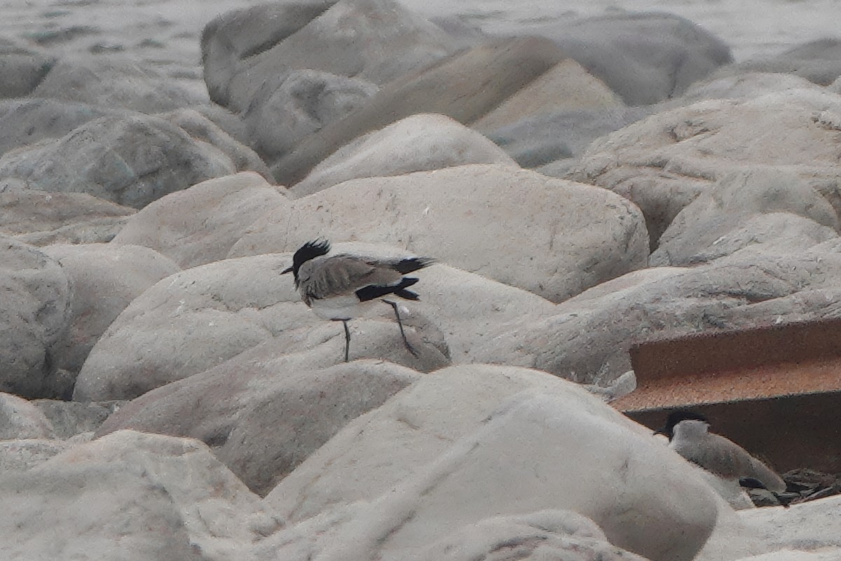 River Lapwing - ML646783647