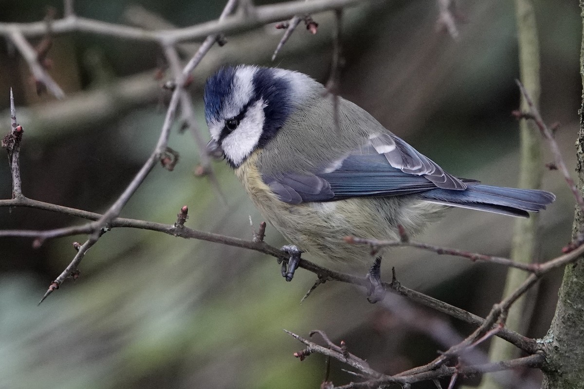 Eurasian Blue Tit - ML646783648
