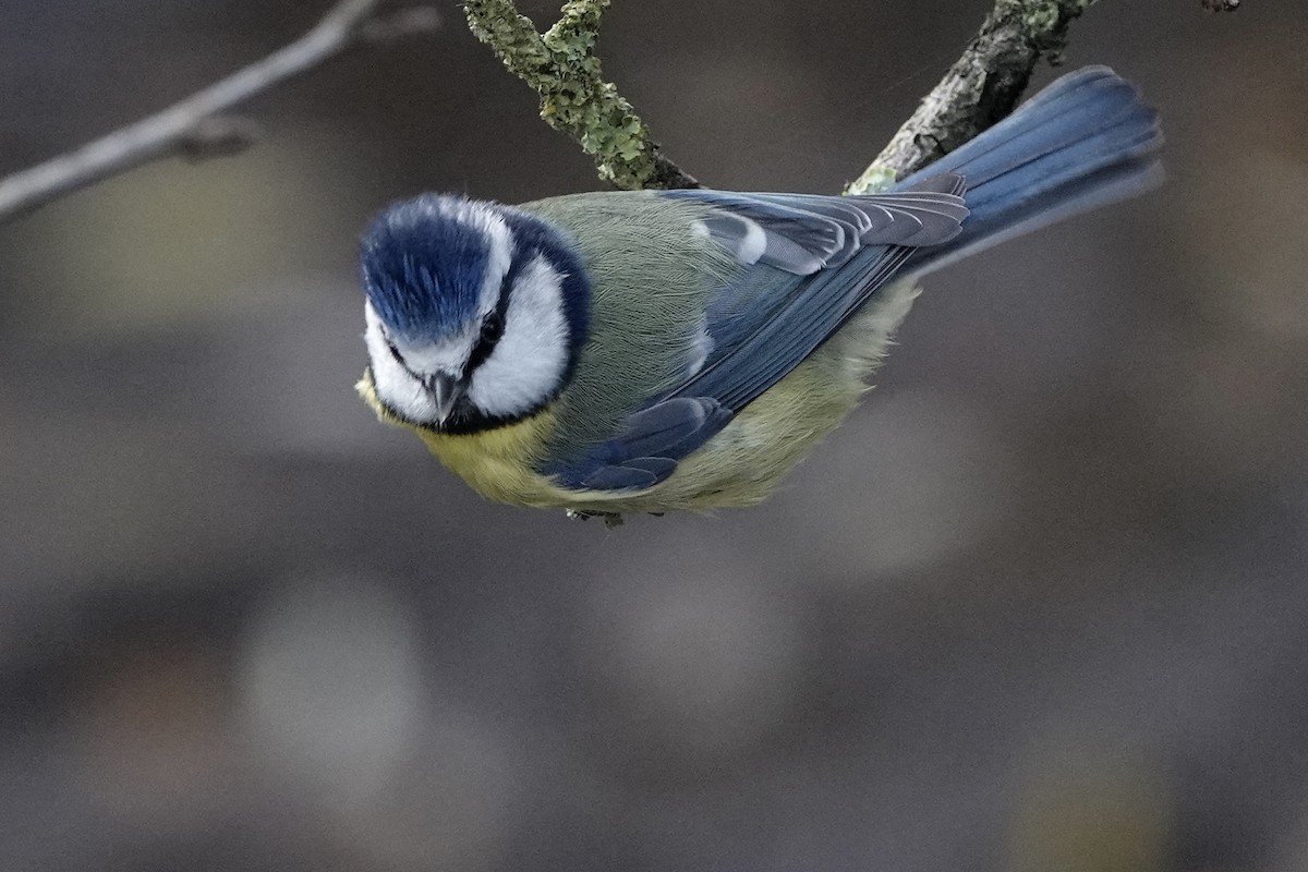 アオガラ - ML646783649