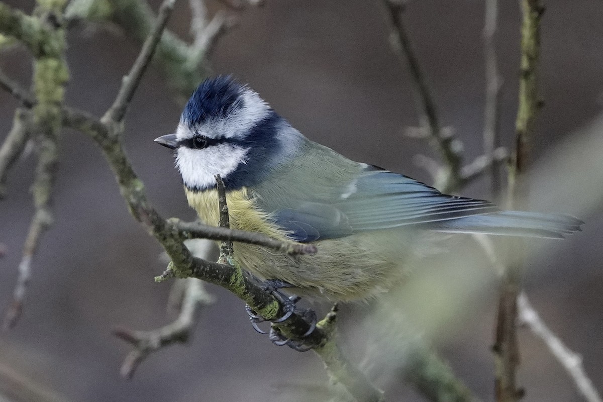 アオガラ - ML646783650