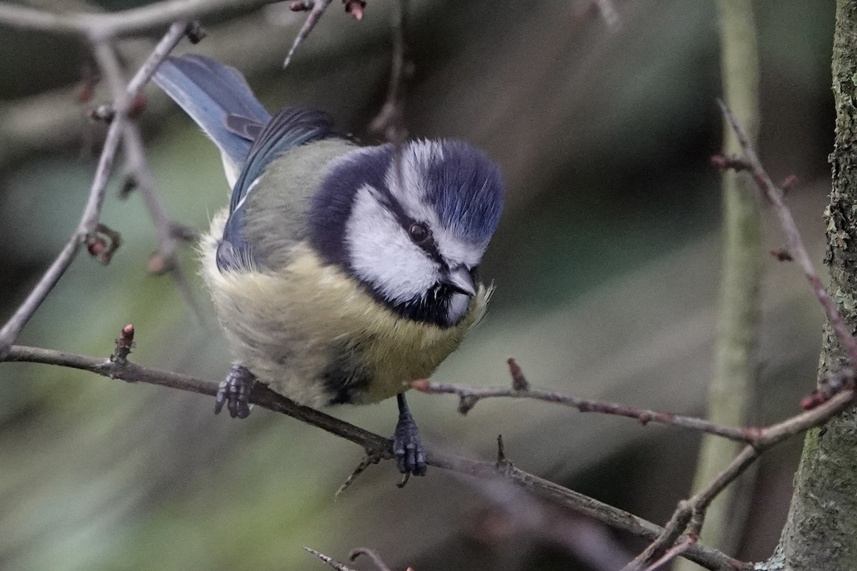Eurasian Blue Tit - ML646783651