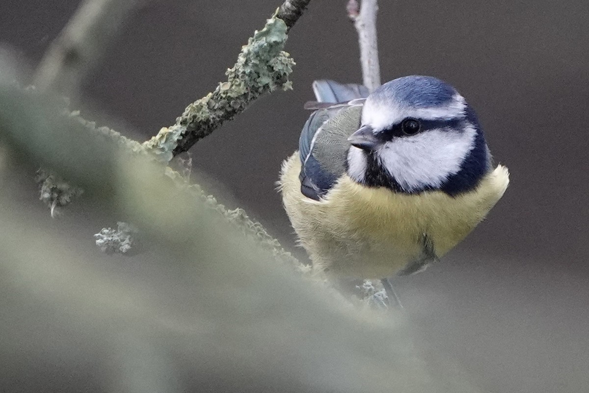 Eurasian Blue Tit - ML646783652
