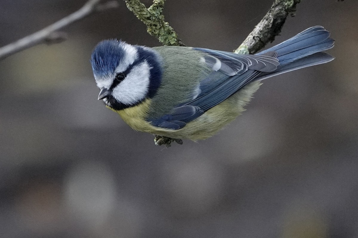 アオガラ - ML646783653