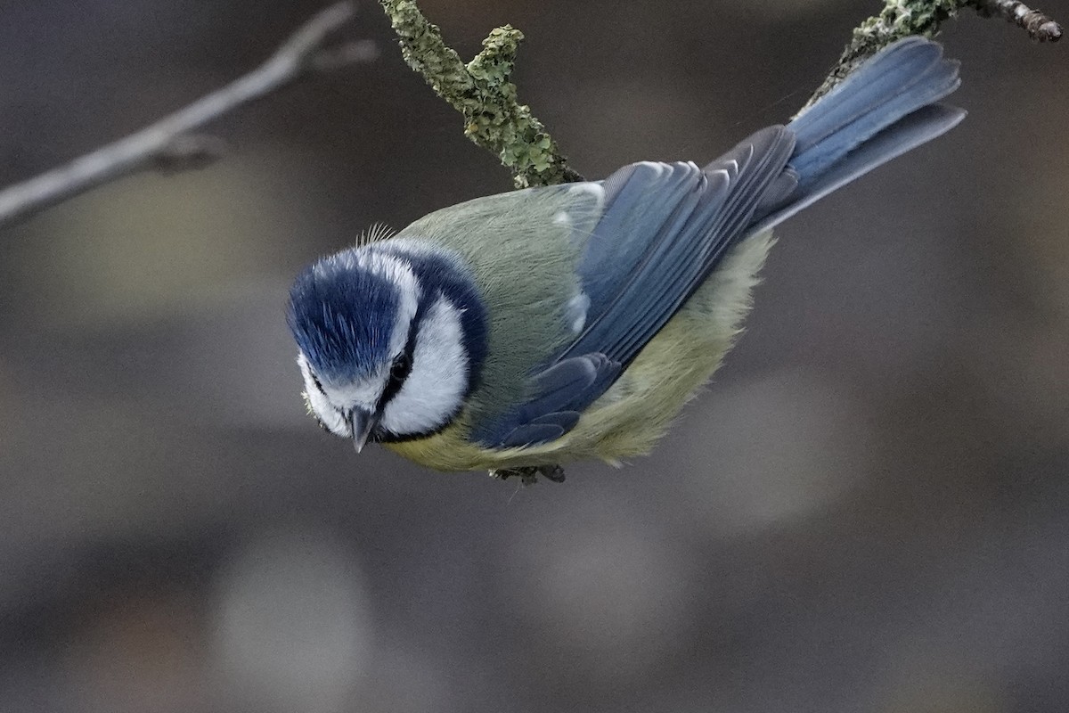Eurasian Blue Tit - ML646783654