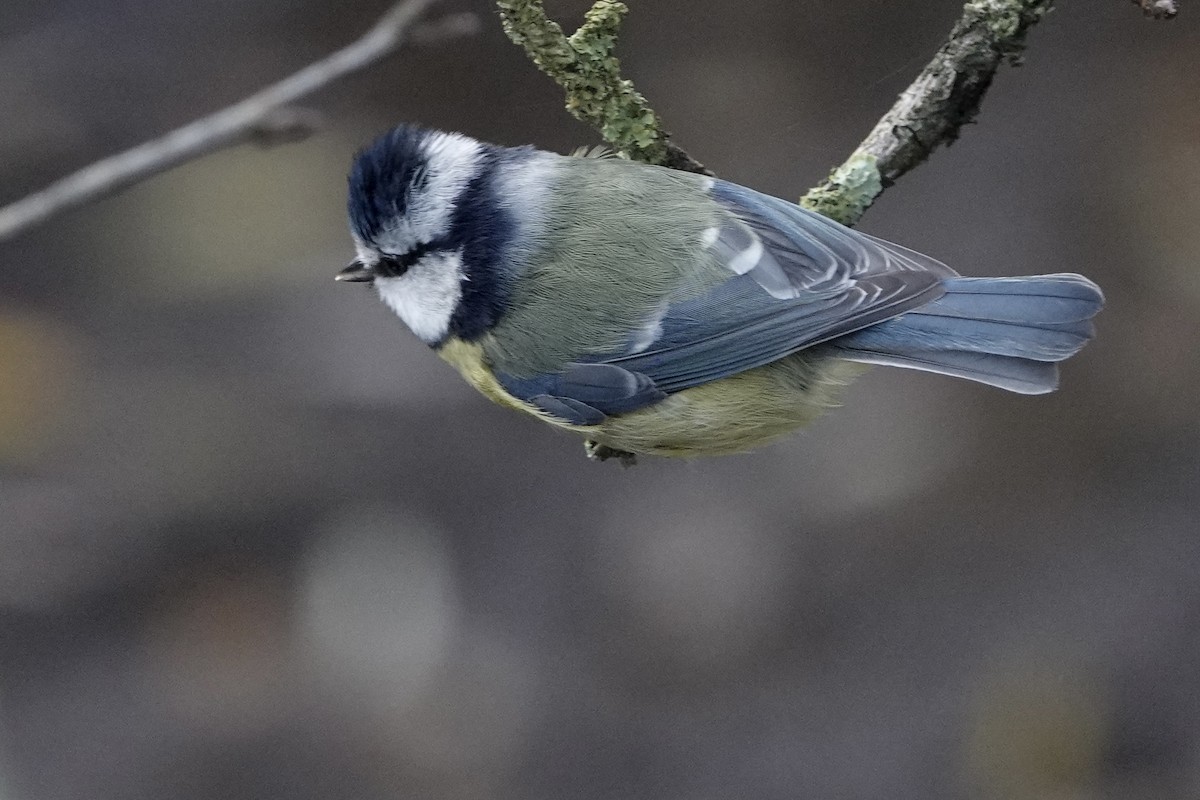 アオガラ - ML646783655