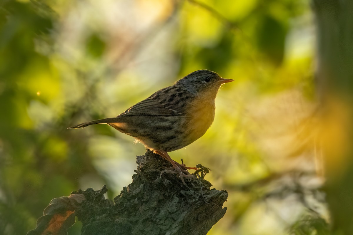 ヨーロッパカヤクグリ - ML646783656