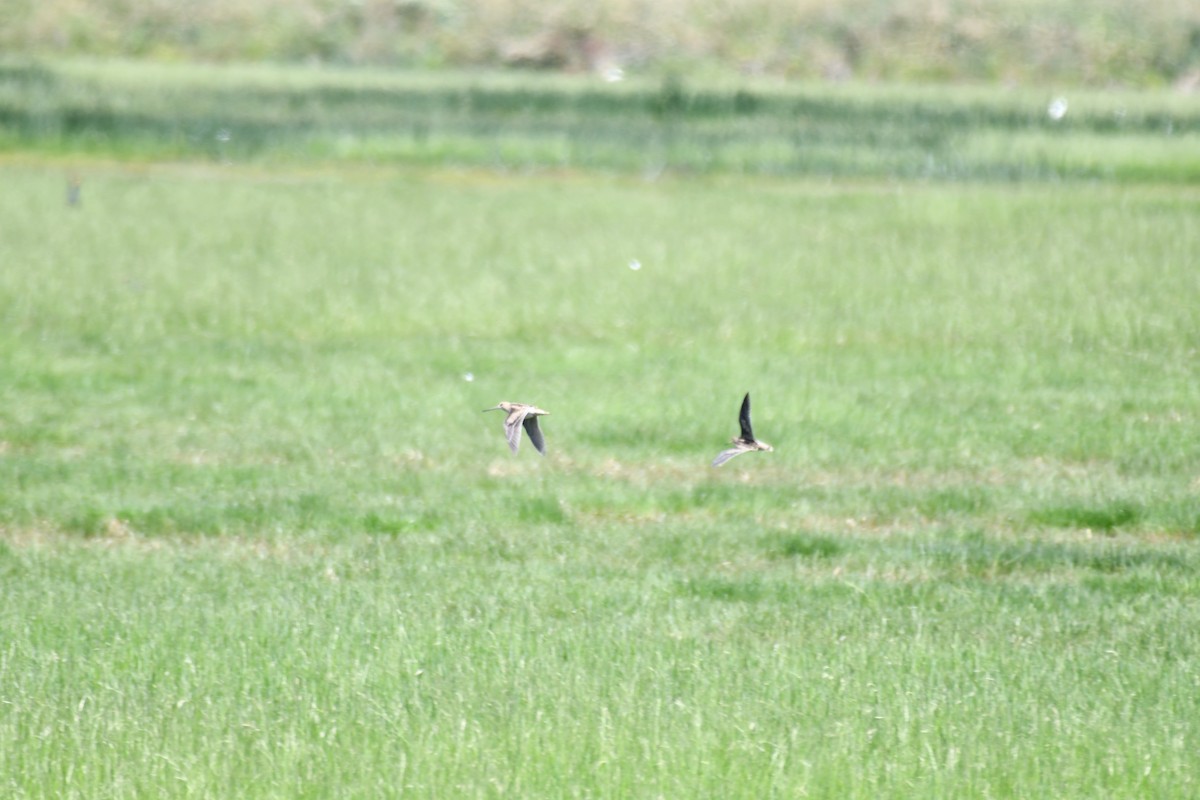 オオジシギ - ML646783657