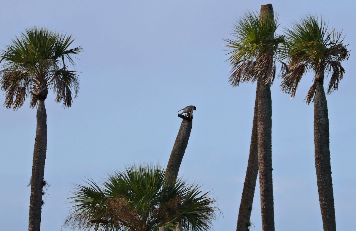 ハヤブサ - ML646783661