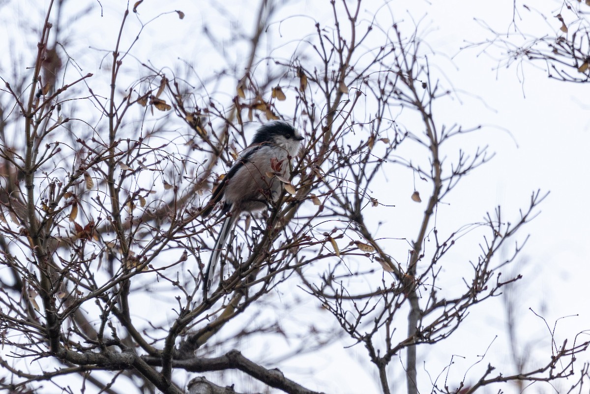 エナガ - ML646783662