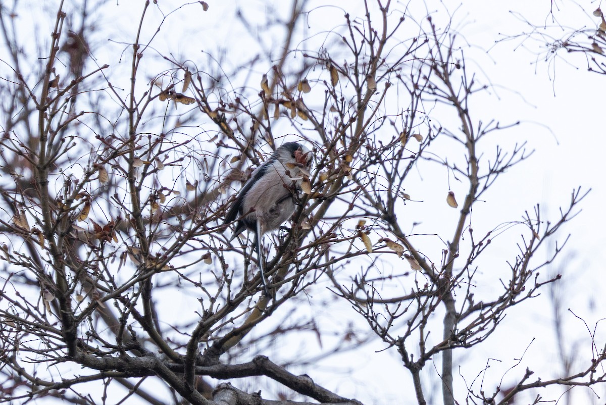 エナガ - ML646783663