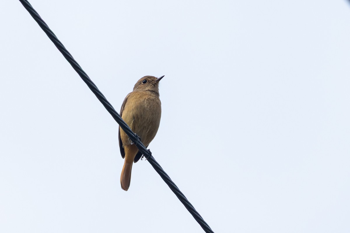 ジョウビタキ - ML646783664