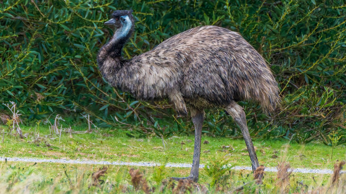 エミュー - ML646783665