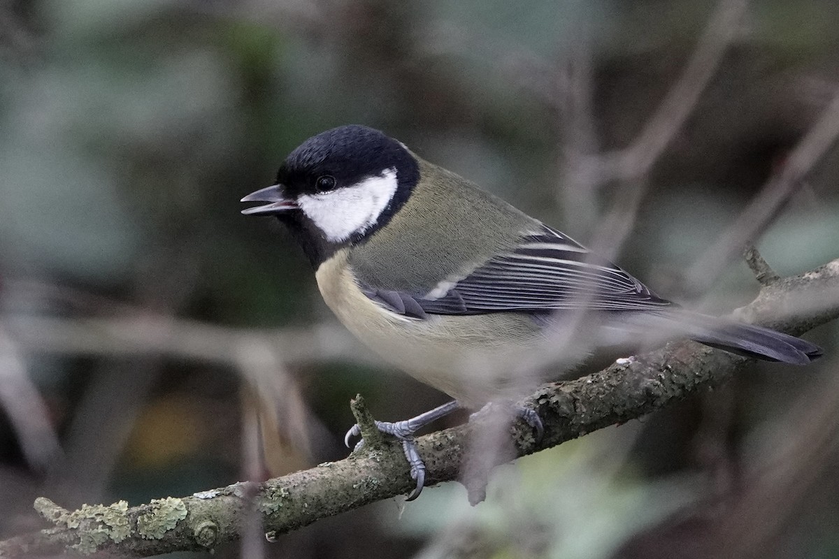 ヨーロッパシジュウカラ - ML646783667