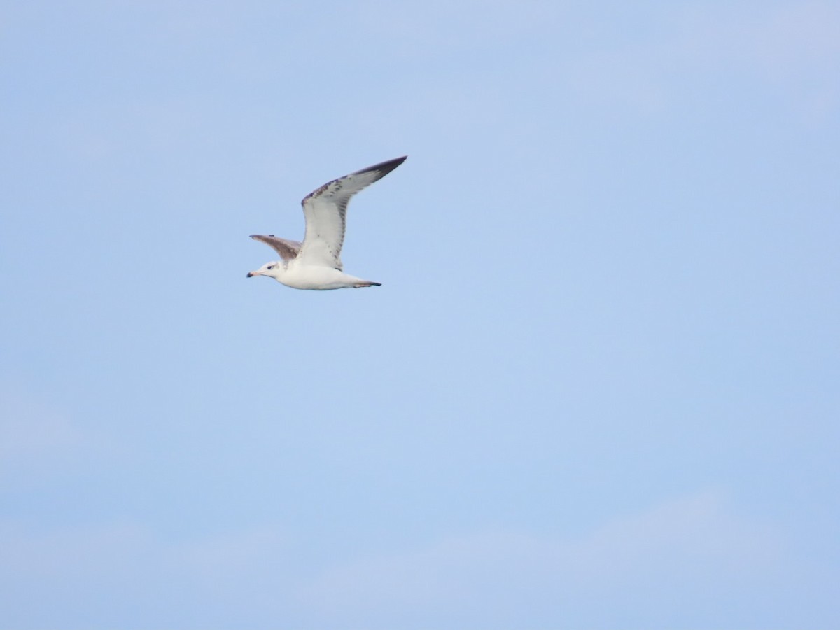 オオズグロカモメ - ML646783668