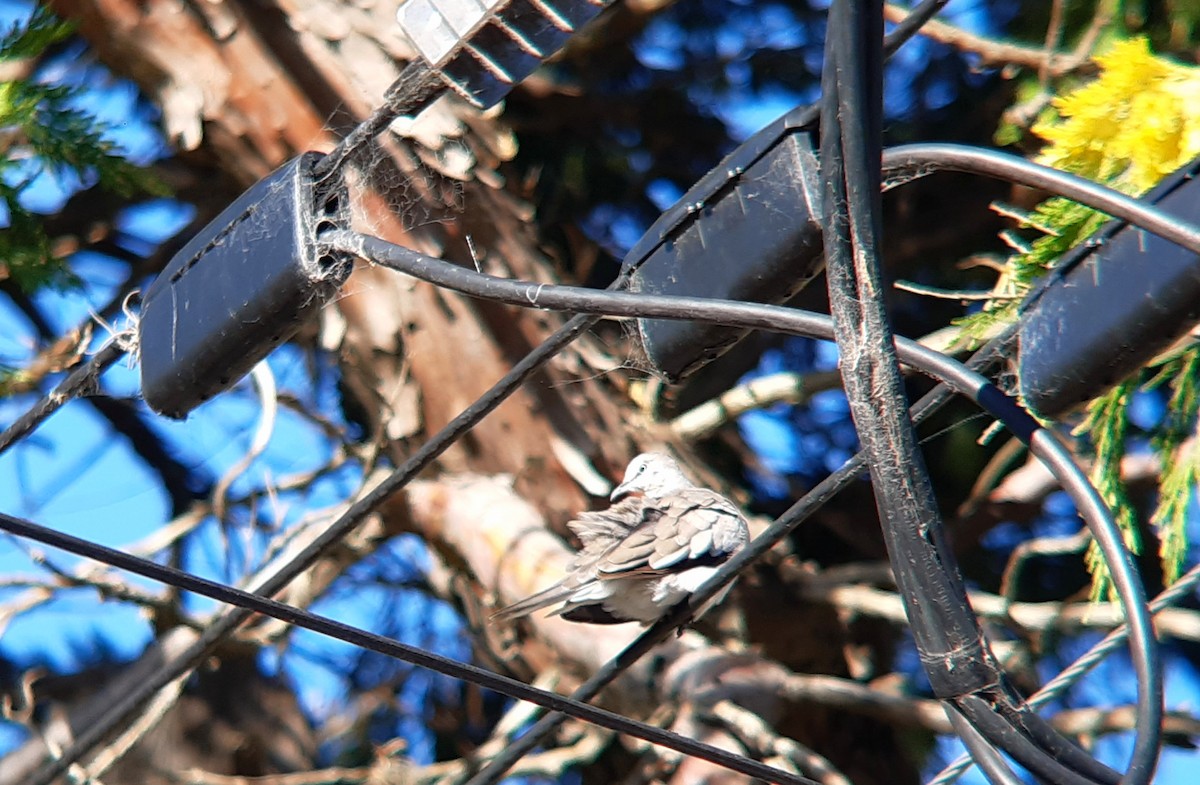 イチモンジバト - ML646783669