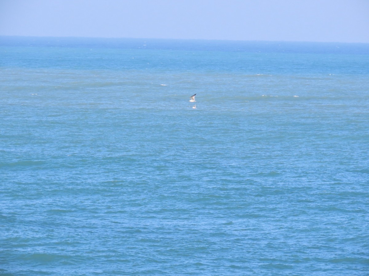 ニシズグロカモメ - ML646783671