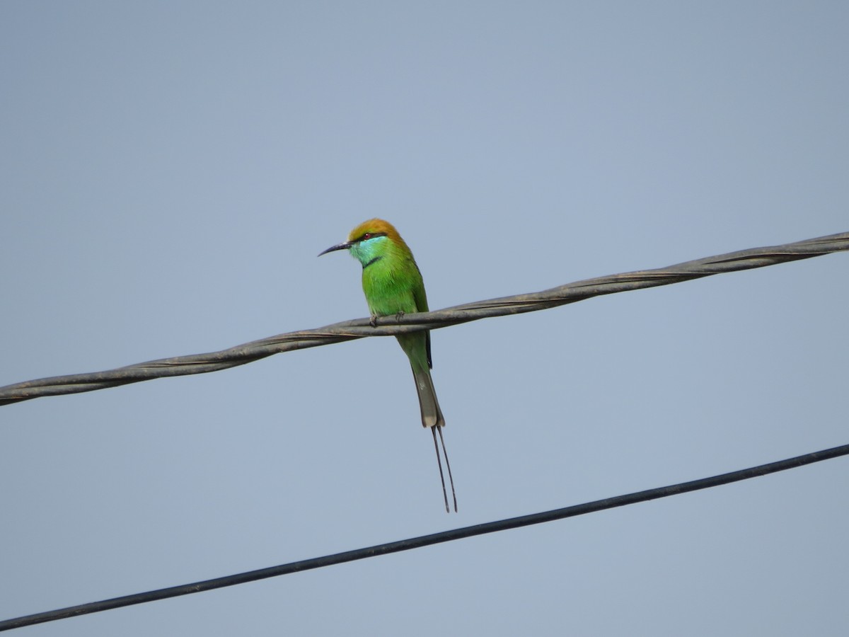 Asian Green Bee-eater - ML646783672