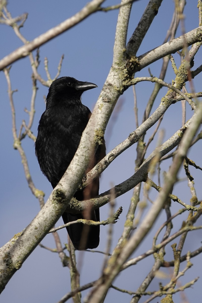 ハシボソガラス - ML646783673