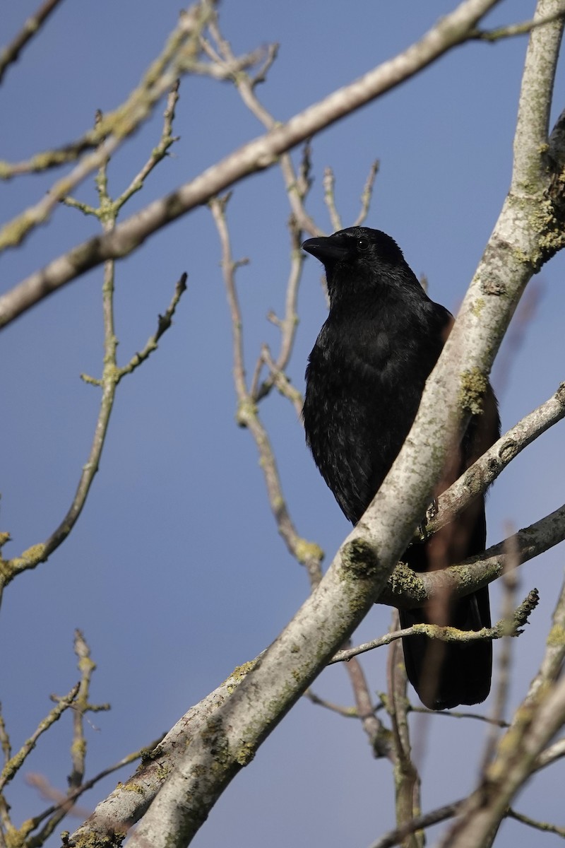 ハシボソガラス - ML646783674