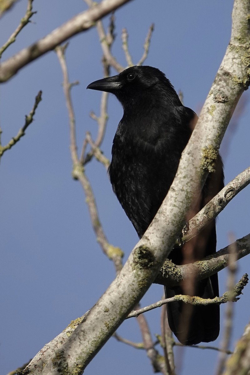 ハシボソガラス - ML646783675