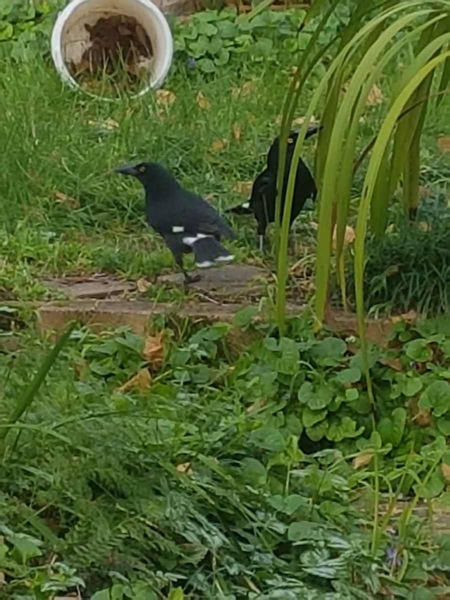 フエガラス - ML646783676