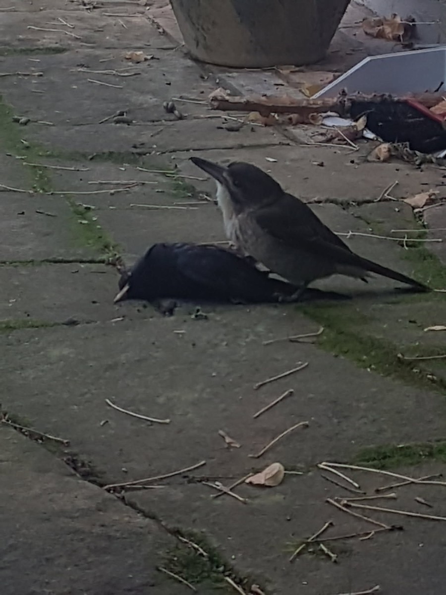 ハイイロモズガラス - ML646783677