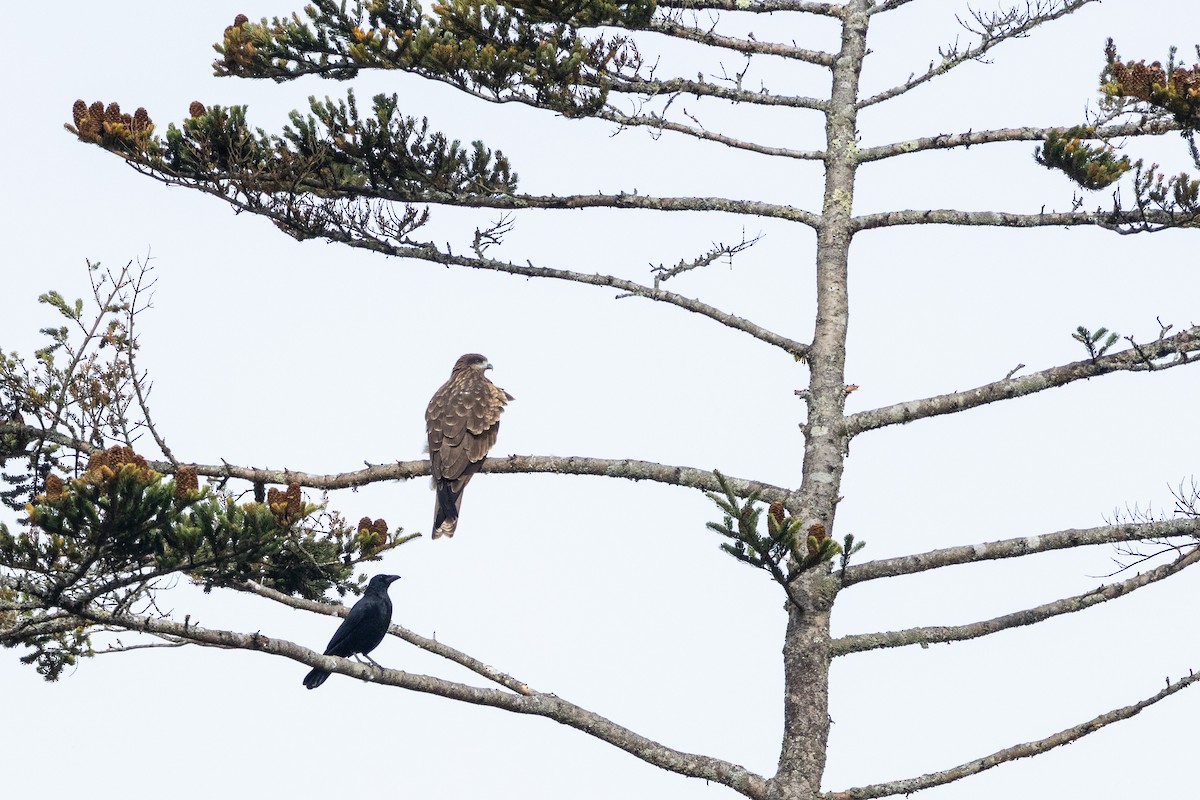 ハシブトガラス（macrorhynchos グループ） - ML646783680