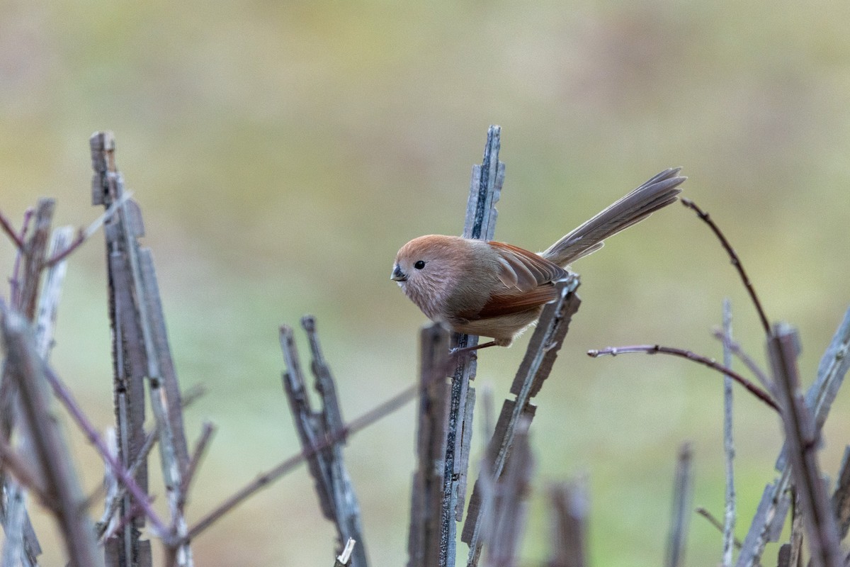 Vinous-throated Parrotbill - ML646783683