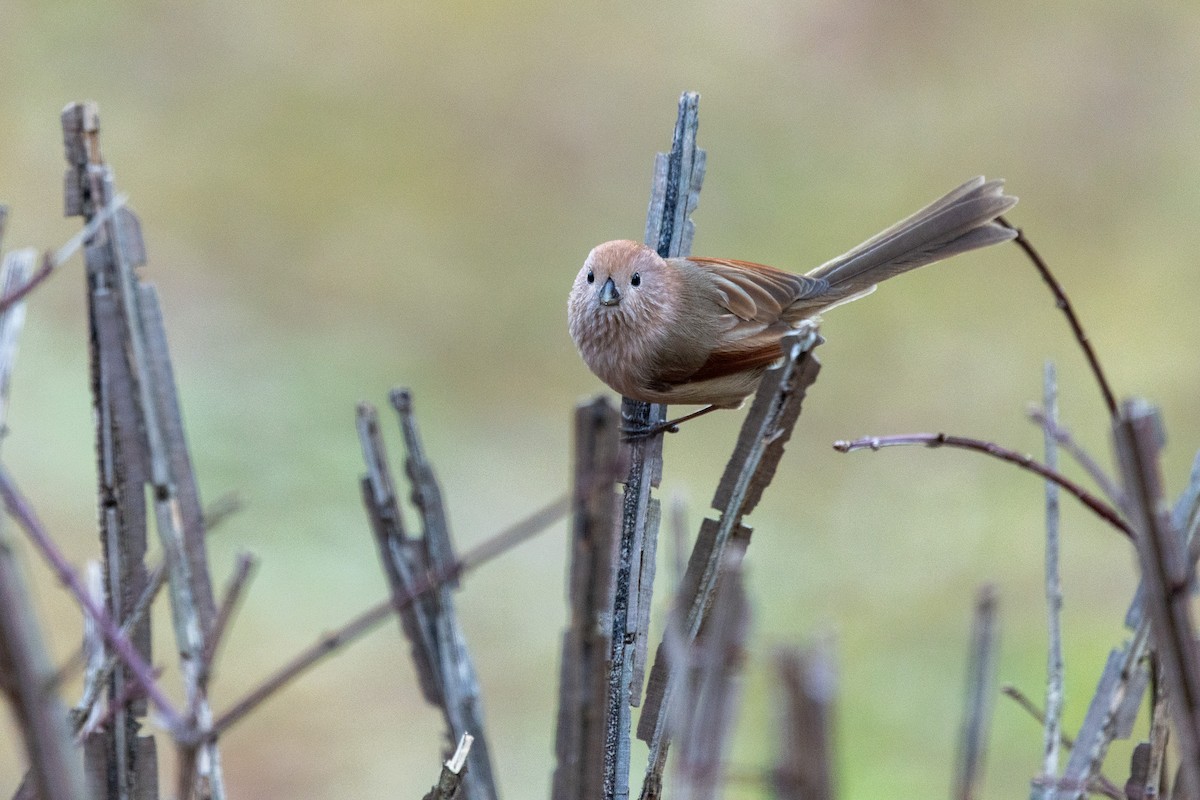 Vinous-throated Parrotbill - ML646783684