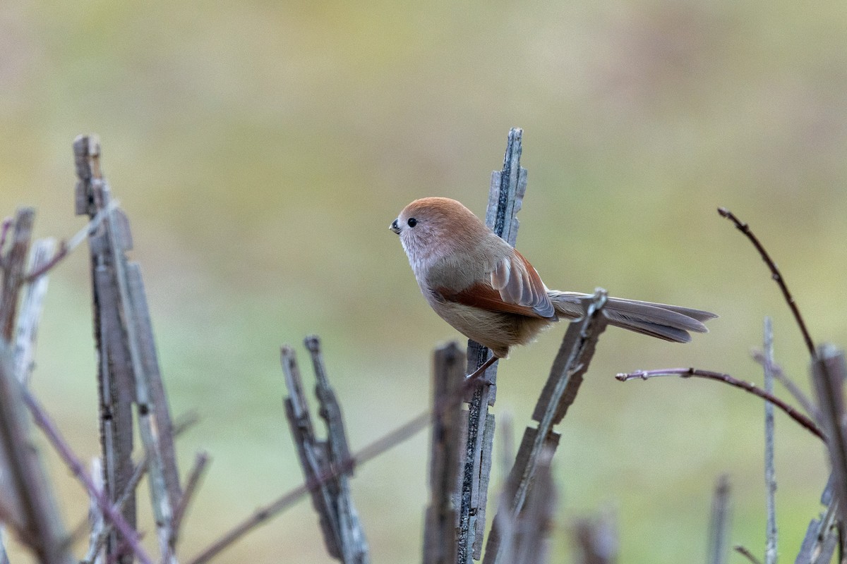 Vinous-throated Parrotbill - ML646783685