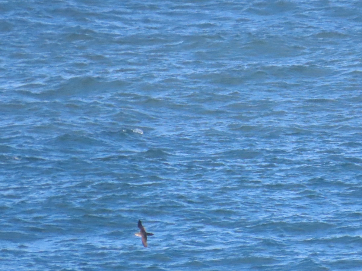 Yelkouan Shearwater - ML646783686