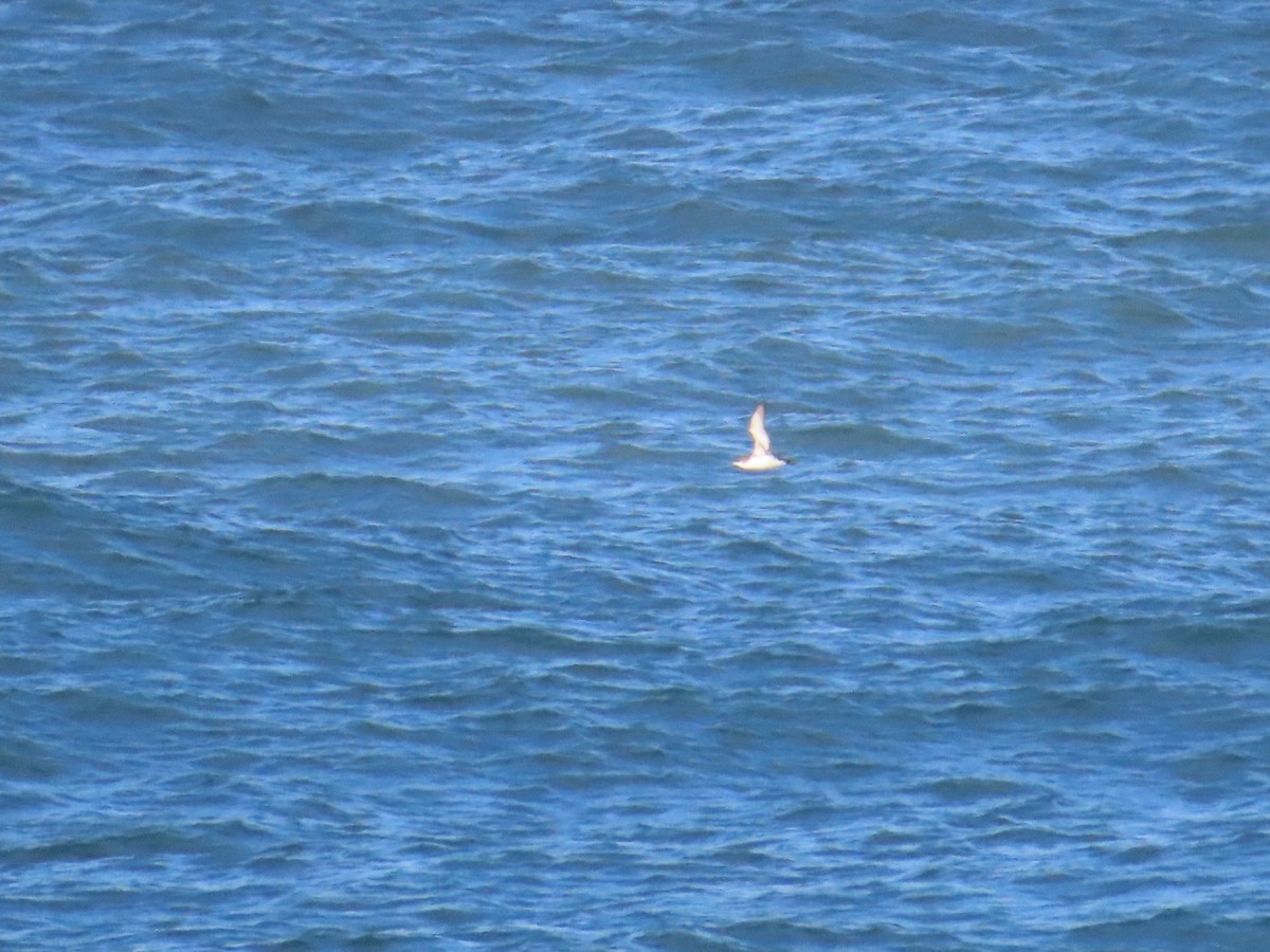 Yelkouan Shearwater - ML646783687