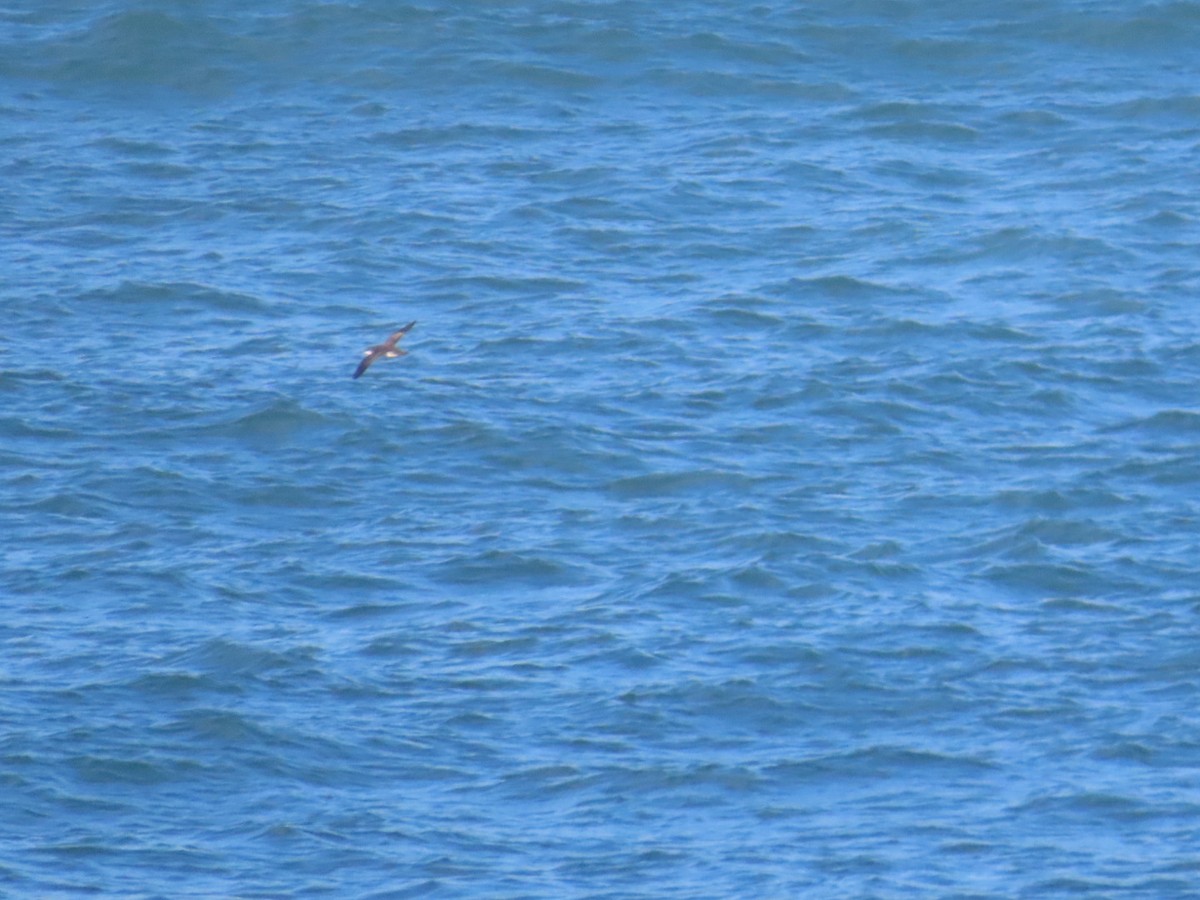 Yelkouan Shearwater - ML646783688