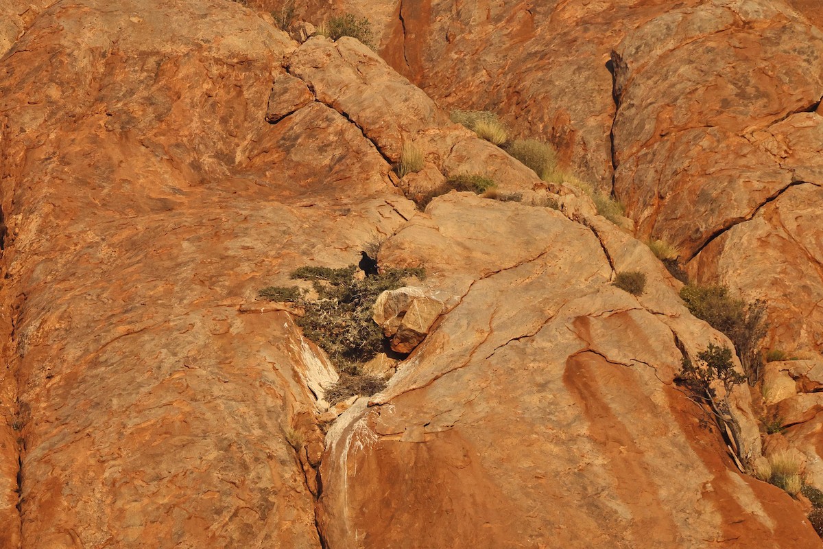 Verreaux's Eagle - ML646783691