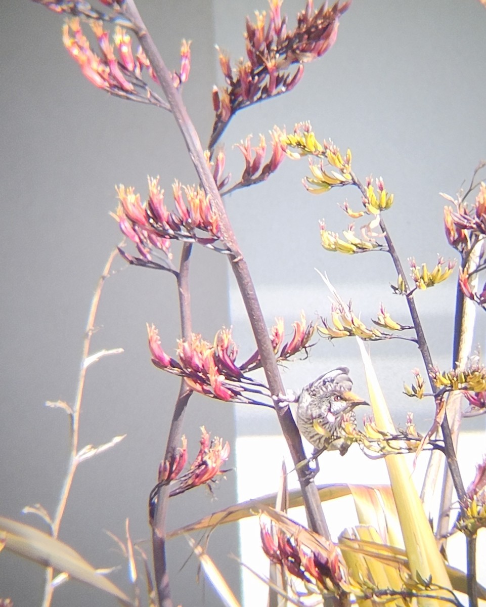 laločnatka jihoaustralská - ML646783692