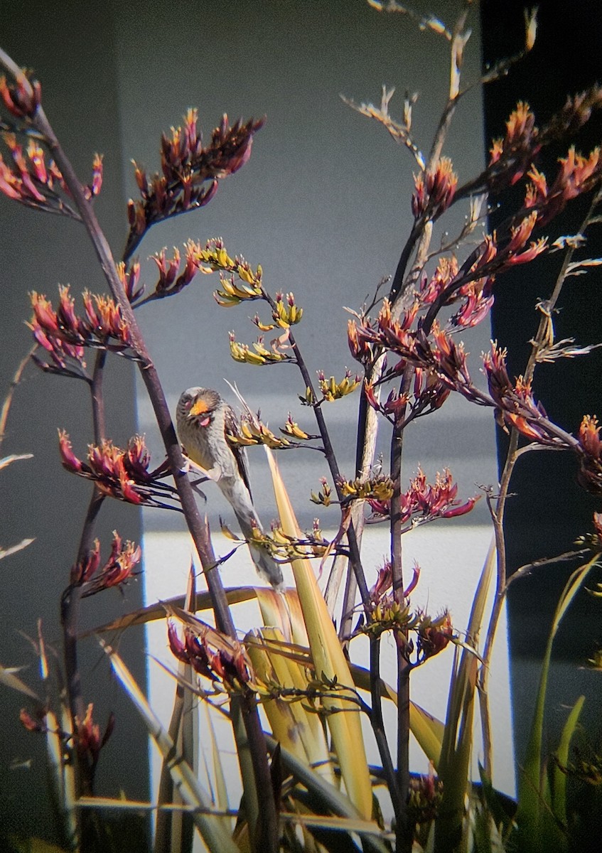 laločnatka jihoaustralská - ML646783693