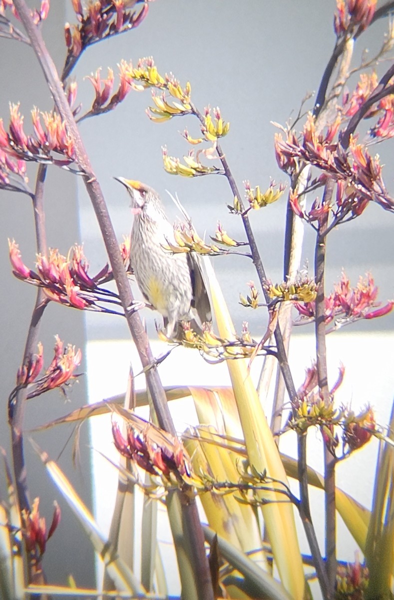 laločnatka jihoaustralská - ML646783694