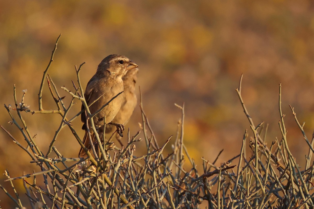 White-throated Canary - ML646783695