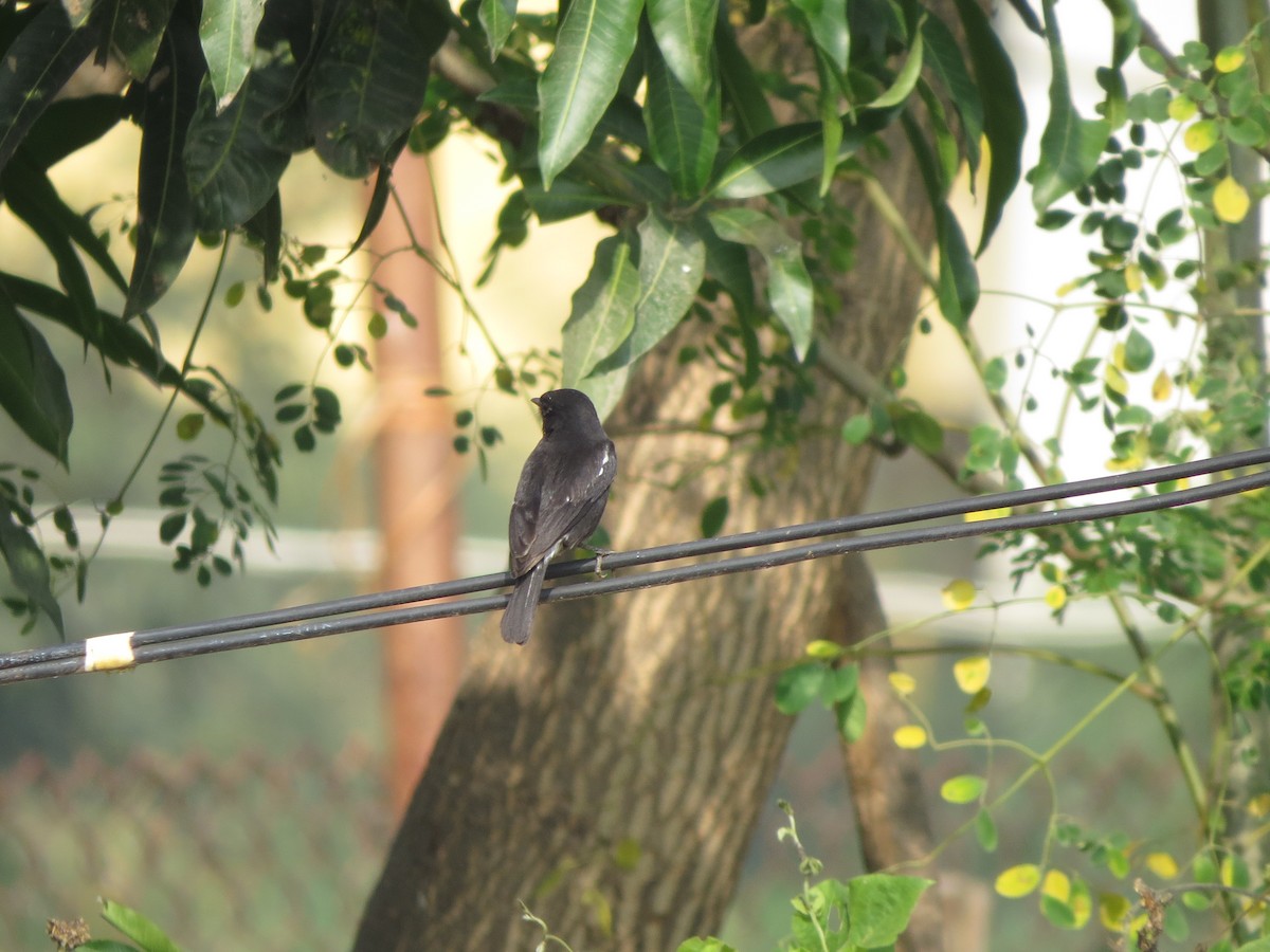 Pied Bushchat - ML646783696