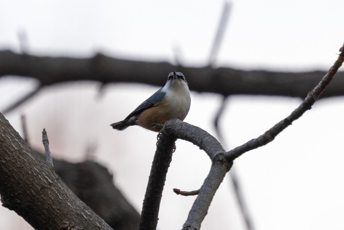 Eurasian Nuthatch - ML646783697