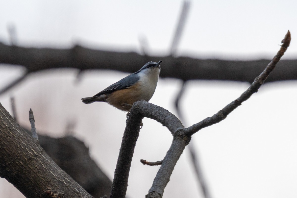Eurasian Nuthatch - ML646783698