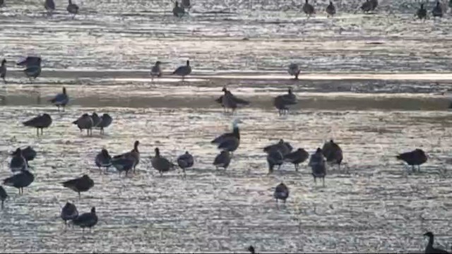 Elur-antzara - ML646783699