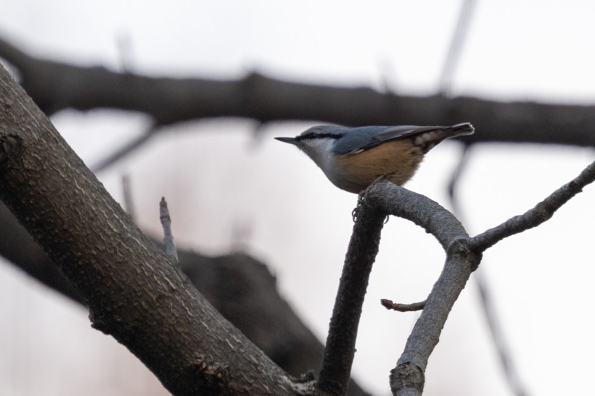 Eurasian Nuthatch - ML646783700