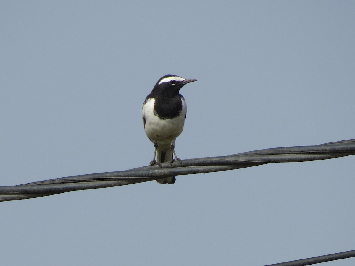 Lavandera India - ML646783702