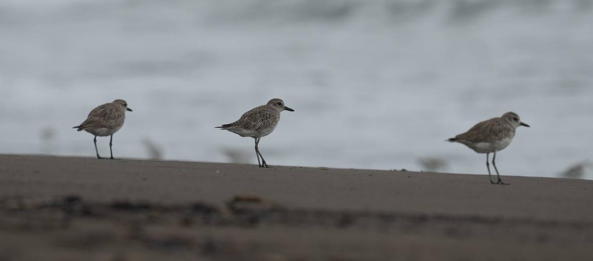 Pivieressa - ML646783705