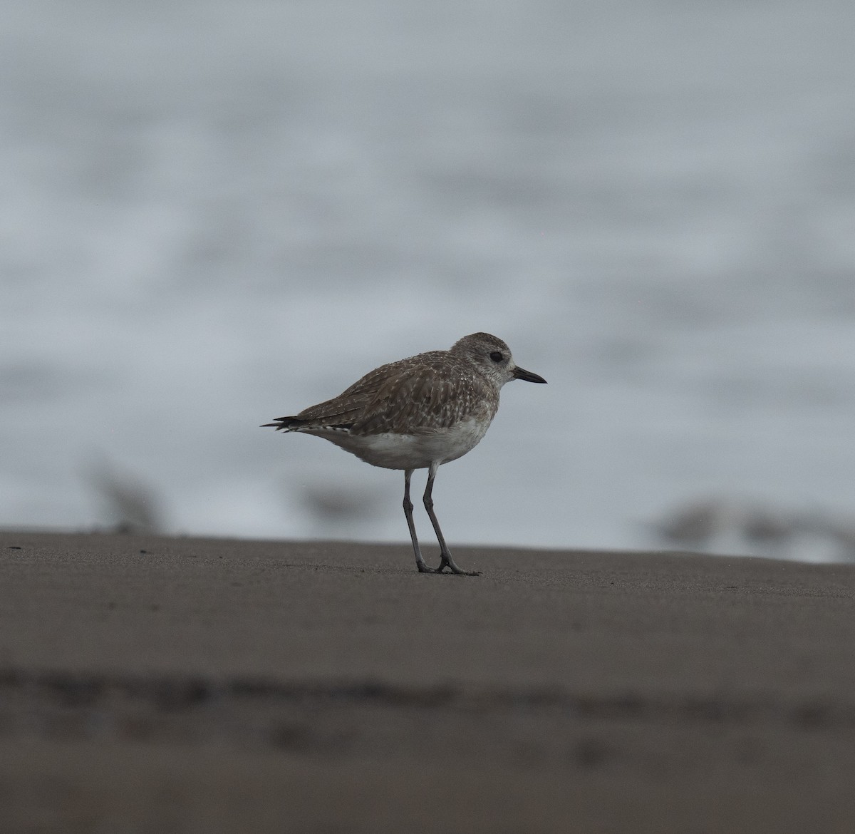 Pivieressa - ML646783706