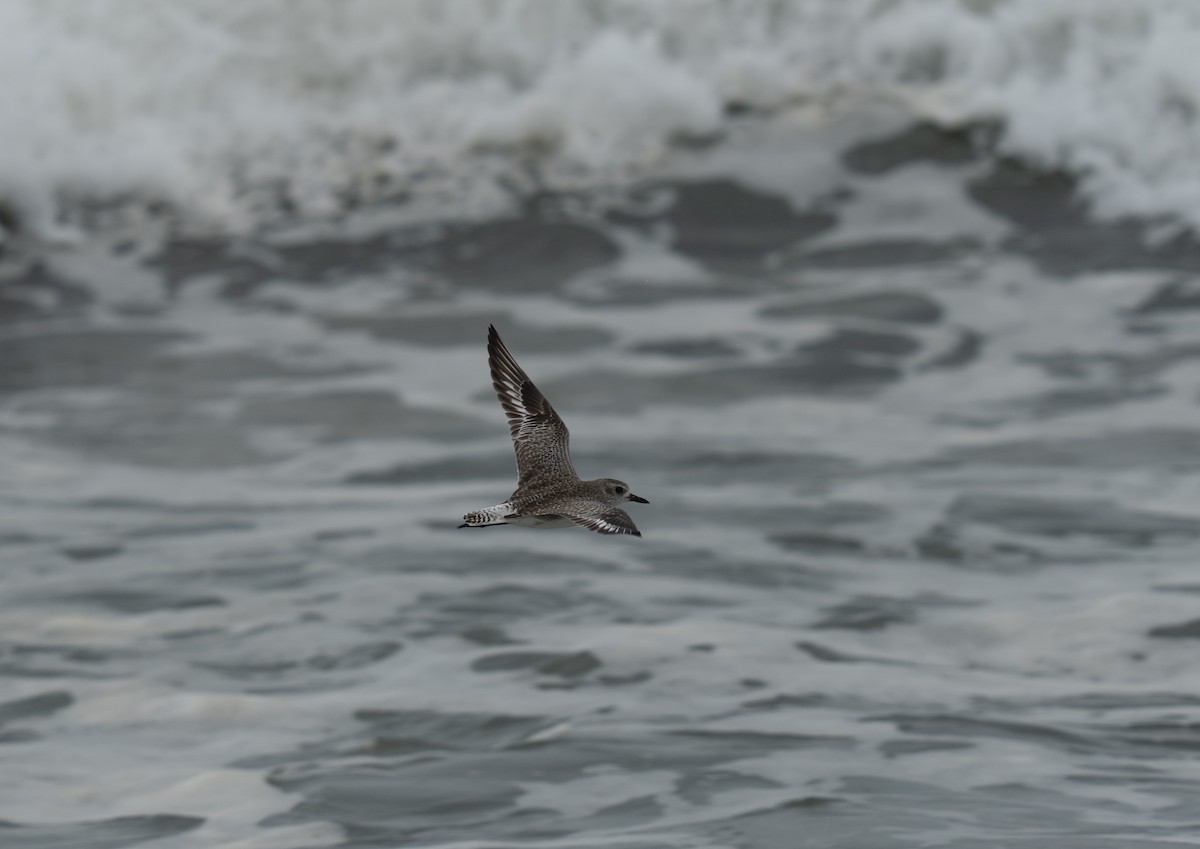 Pivieressa - ML646783707