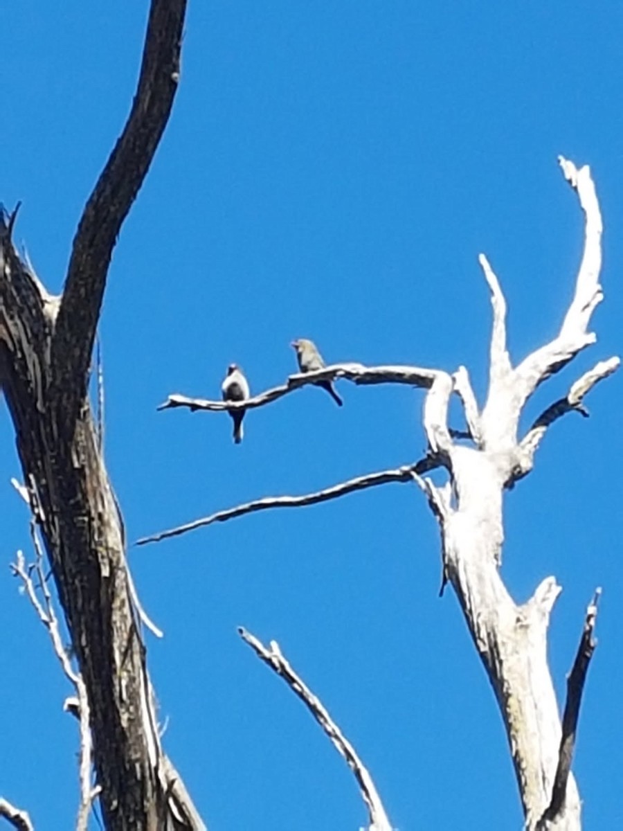 bandittastrild - ML646783708