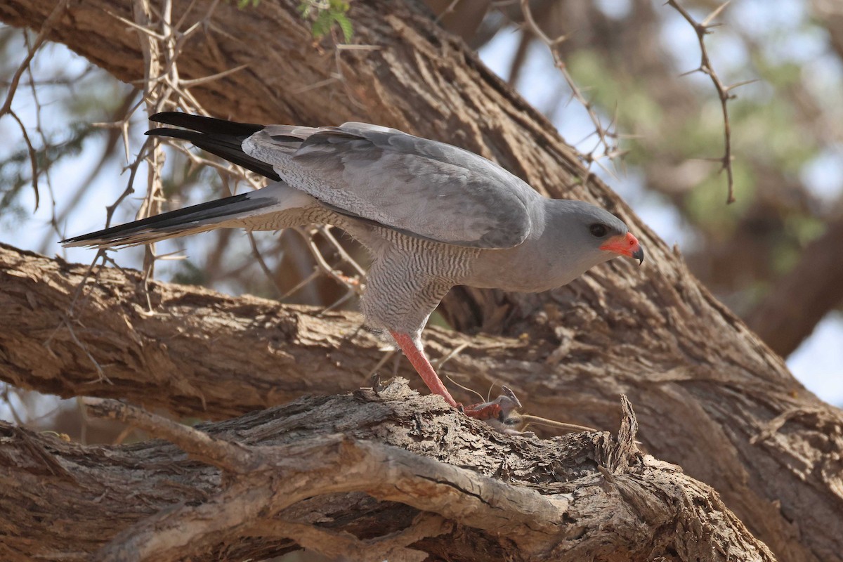 Pale Chanting-Goshawk - ML646783709