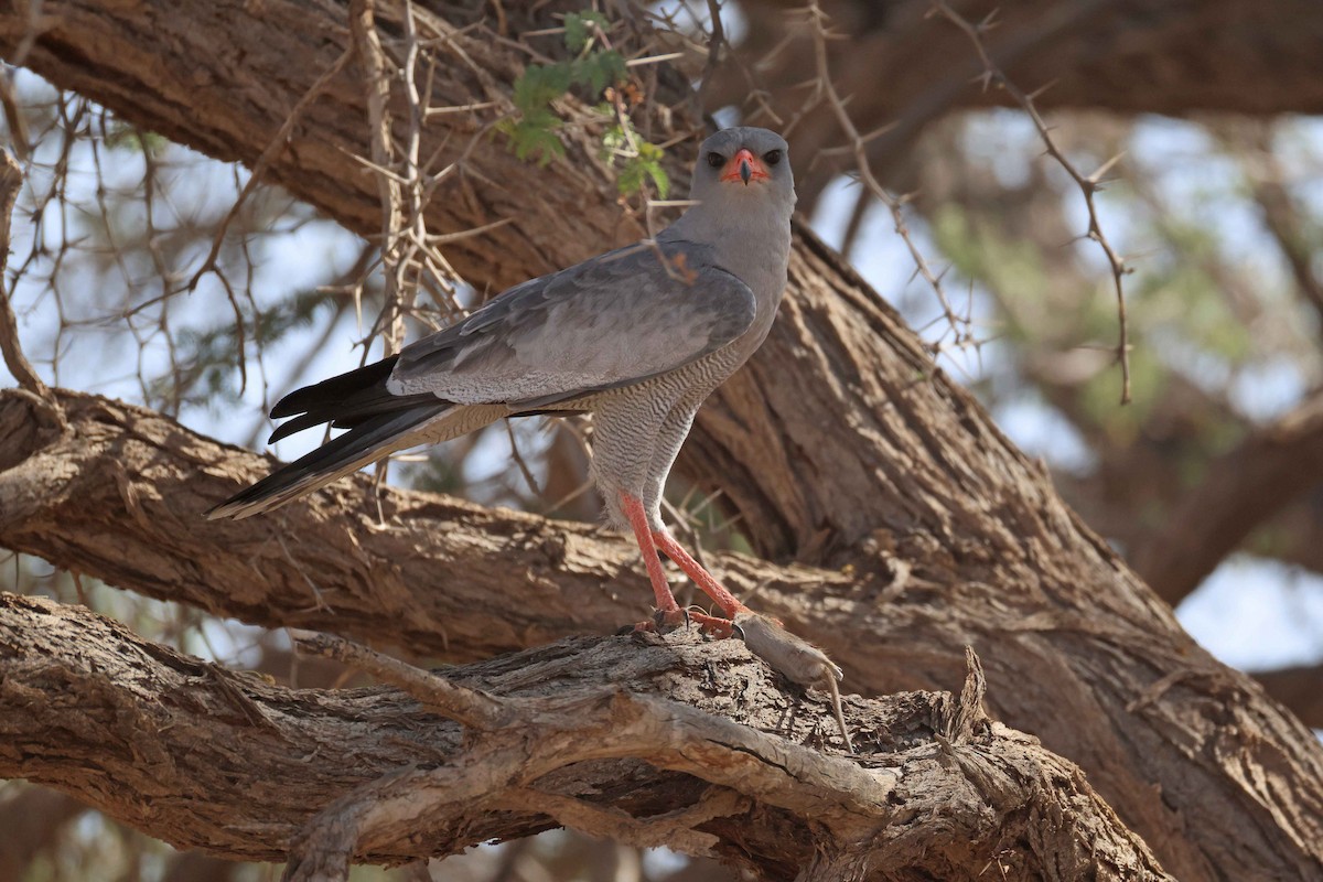 Pale Chanting-Goshawk - ML646783711